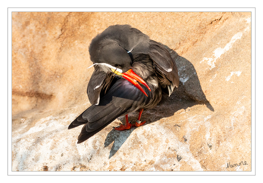 Inkaseeschwalbe
Zoo Krefeld
Die Inkaseeschwalbe (Larosterna inca) ist eine an der südamerikanischen Pazifikküste lebende Vogelart aus der Familie der Seeschwalben. Sie ist die einzige Art der Gattung Larosterna. laut biologie-seite
Schlüsselwörter: Zoo Krefeld,