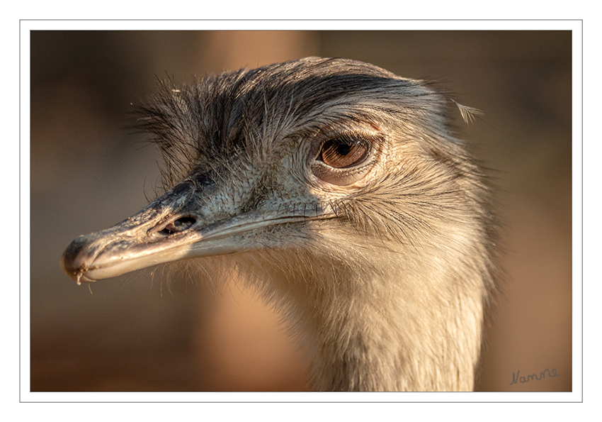 Schau mir in die Augen
Zoo Krefeld
Der Nandu oder Große Nandu ist ein flugunfähiger Vogel aus der Familie der Nandus. Er gehört zu den Laufvögeln und ist in Südamerika und als Neozoon in Norddeutschland beheimatet. laut Wikipedia
Schlüsselwörter: Zoo Krefeld,