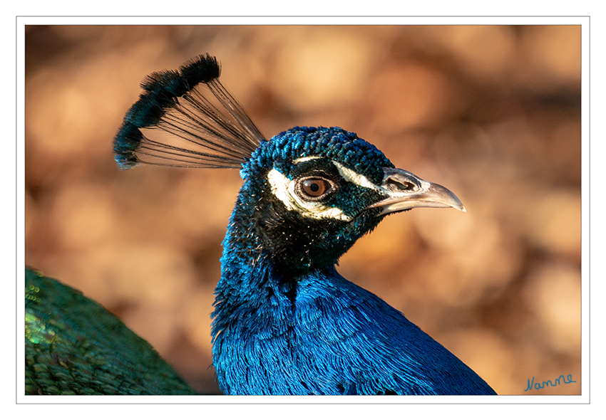 Nah heran
Zoo Krefeld
Der Blaue Pfau ist eine Vogelart aus der Familie der Fasanenartigen. Er gehört zur Ordnung der Hühnervögel und ist neben dem Fasan und dem Haushuhn einer der bekanntesten Vertreter dieser Vogelgruppe. Aufgrund ihres auffälligen Aussehens gelten vor allem die Männchen als die ältesten Ziervögel. laut Wikipedia
Schlüsselwörter: Pfau