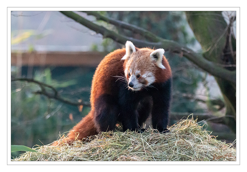 Roter Panda
Zoo Krefeld
Kleine Pandas kommen in Nepal, Sikkim, im Norden von Bhutan und Indien, Myanmar bis nach China und Tibet vor. Sie bewohnen die Hänge des Himalaya auf einer Höhe von 1500 bis 4000 m. Die südliche Grenze ihrer Verbreitung liegt im Westen von Yunnan, die östliche im Westen von Sichuan. Sie sind in Mischwäldern mit dichtem Unterholz aus Bambusdickicht beheimatet. laut Wikipedia
Schlüsselwörter: Zoo Krefeld,