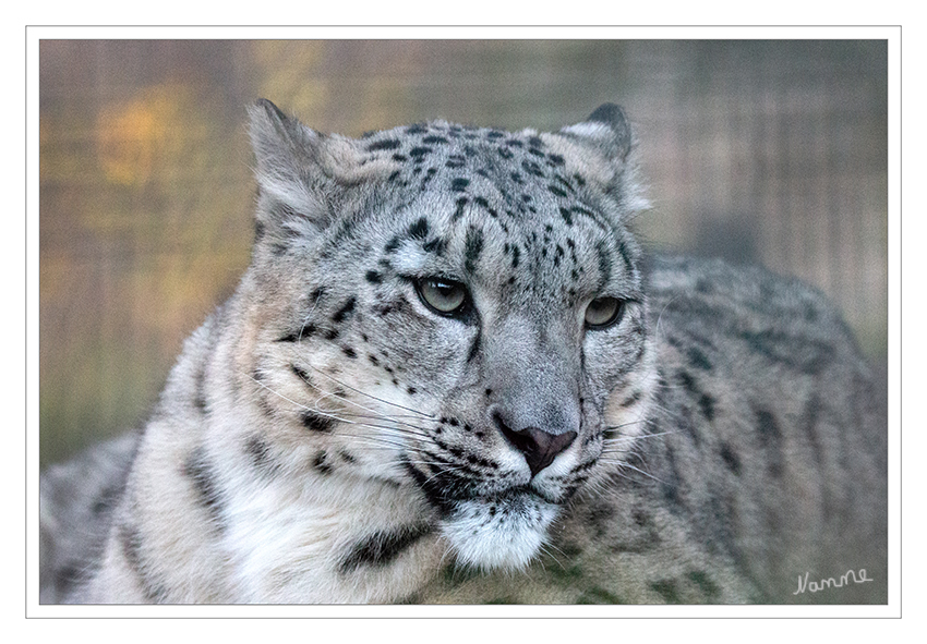 Schneeleopard
Zoo Krefeld
 Der Schneeleopard lebt als Einzelgänger und ernährt sich in erster Linie von mittelgroßen Huftieren sowie Nagetieren des Gebirges. Er bewohnt felsige und zerklüftete Bergregionen in bis zu 6000 Meter Höhe. Obwohl Schutzgebiete eingerichtet wurden, ist der Bestand der Art durch Wilderei und Rückgang der Beutetiere stark gefährdet. laut Wikipedia
Schlüsselwörter: Zoo Krefeld,