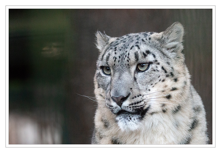 Schneeleopard
Zoo Krefeld
Er sieht einem Leoparden ähnlich, hat aber ein längeres, meist graues Fell, das in der kalten Jahreszeit besonders dick ist. Im Gegensatz zu anderen Großkatzen brüllt der Schneeleopard nie. laut Wikipedia
Schlüsselwörter: Zoo Krefeld,