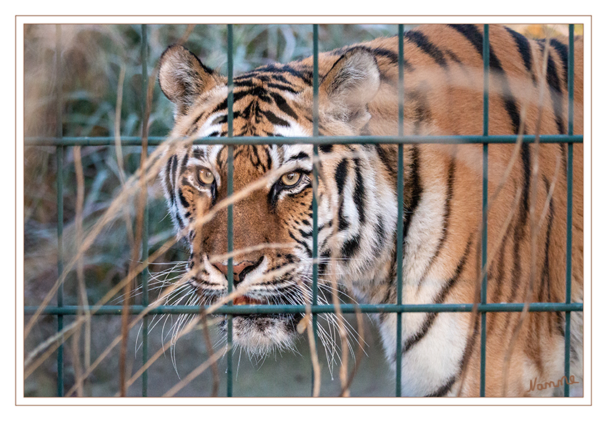 Hinter Gittern
Zoo Krefeld - Sumatra Tiger
(Panthera tigris sumatrae) ist die kleinste noch lebende Unterart (Subspezies) des Tigers, die ausschließlich auf der indonesischen Insel Sumatra vorkommt. Wie die bereits ausgestorbenen Unterarten des Bali- (Panthera tigris balica) und Java-Tigers (Panthera tigris sondaica) zählt der Sumatra-Tiger zu den sogenannten Inselunterarten und ist die einzige noch lebende Großkatze der Sundainseln. Er gehört zu den seltensten Tigerunterarten und wird von der IUCN (International Union for Conservation of Nature and Natural Resources) als „vom Aussterben bedroht“ (Critically Endangered) gelistet. 
laut Wikipedia
Schlüsselwörter: Zoo Krefeld,