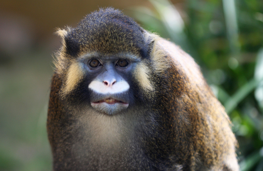 Blaumaulmeerkatze
Das Fell der Blaumaulmeerkatze ist an der Oberseite grünbraun gefärbt, die Unterseite ist heller, fast weißlich. Auffällige Kennzeichen im Gesicht sind der weiße Oberlippenstreifen, der weißgelbe Backenbart und die blaue Färbung des Gesichts rund um die Augen.

Durchs Glas aufgenommen
Zoom Erlebniswelten
Schlüsselwörter: Zoom Erlebniswelten Gelsenkirchen