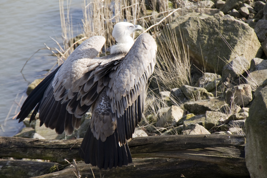 Gänsegeier
Der Gänsegeier (Gyps fulvus) ist ein großer Vertreter der Altweltgeier (Aegypiinae), er ist durch seine Größe und die deutlich zweifarbigen Flügel in Europa kaum zu verwechseln. 

Zoom Gelsenkirchen
Schlüsselwörter: Zoom Erlebniswelt Gelsenkirchen