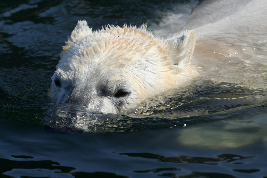 Eisbär
Der Eisbär (Ursus maritimus), auch Polarbär, ist eine Raubtierart aus der Familie der Bären (Ursidae). Er bewohnt die nördlichen Polarregionen und ist eng mit dem Braunbären verwandt. Er gilt neben dem Kodiakbären als das größte an Land lebende Raubtier der Erde.

Durchs Glas fotografiert

Zoom Erlebniswelt
Schlüsselwörter: Zoom Erlebniswelt Gelsenkirchen