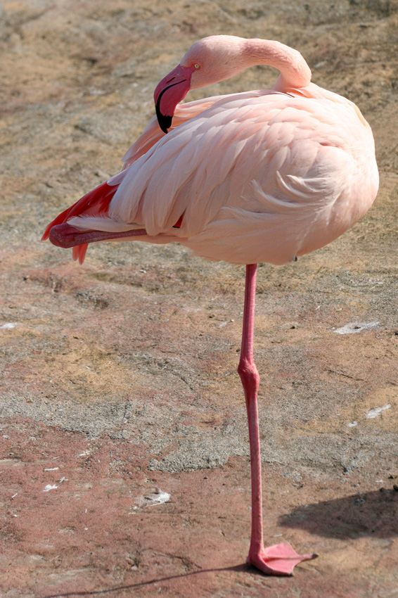 Flamingo
Kennzeichnend für alle Arten sind das mehr oder weniger intensiv rosafarbene Gefieder sowie der hochspezialisierte Schnabel und der Zungenapparat. Der Schnabelrand weist eine Lamellenstruktur auf, die zusammen mit der Zunge einen Filterapparat bildet, mit dem Flamingos Plankton aus dem Wasser filtern können. 

Zoom Gelsenkirchen



Schlüsselwörter: Zoom Gelsenkirchen