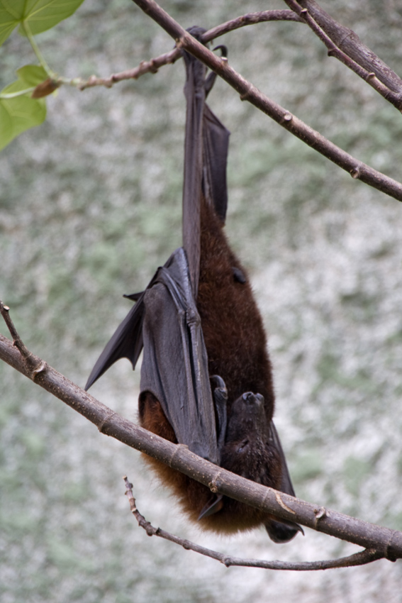 Flughund
Die Flughunde (Pteropodidae; Megachiroptera) sind eine Säugetierfamilie aus der Ordnung der Fledertiere (Chiroptera). Sie bilden die einzige Familie der Unterordnung Megachiroptera und stehen damit den Fledermäusen (Microchiroptera) gegenüber. Die Familie umfasst rund 40 Gattungen mit knapp 200 Arten.

Zoom Erlebniswelten
Schlüsselwörter: Zoom Erlebniswelten Gelsenkirchen