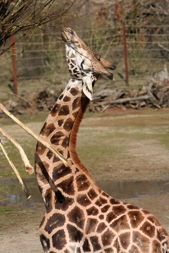 Rothschildgiraffe
Sie ernähren sich von Blättern, Knospen, Trieben und Gräsern. Aufgrund ihrer enormen Größe sind die Tiere in der Lage, ihre Nahrung direkt aus den Baumkronen zu fressen. Zu den Lieblingsspeisen der Giraffen gehört die Schirmakazie, die in vielen Teilen Afrikas wächst.

Zoom Erlebniswelt
Schlüsselwörter: Zoom Erlebniswelt Gelsenkirchen