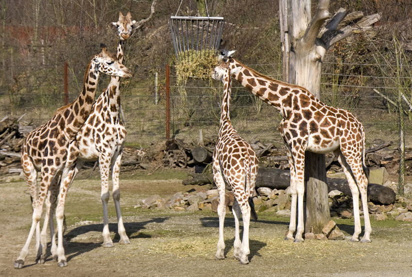 Rothschildgiraffe
Die Langhalsgiraffen der afrikanischen Savannen können fast fünf Meter hoch und bis zu 800kg schwer werden. Der eindrucksvolle Hals war übrigens nicht immer so lang. Erst im Laufe der Evolution hat sich dieses besondere Merkmal der Giraffen wegen der Vorteile bei der Nahrungssuche herausgebildet. Heute haben die Tiere in einer Fresshöhe ab fünf Metern kaum mehr Nahrungskonkurrenten.

Zoom Erlebniswelten
Schlüsselwörter: Zoom Erlebniswelten Gelsenkirchen