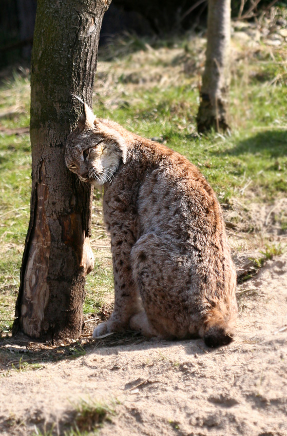 Luchs
Das Hörvermögen des Luchses ist sprichwörtlich hervorragend. Der Luchs ernährt sich von Kleinsäugern und Vögeln. In Deutschland ist er die größte Raubkatze. Inzwischen ist er im Harz und im Bayerischen Wald wieder heimisch. In Alaska lebt der kanadische Luchs.

Zoom Erlebniswelten
Schlüsselwörter: Zoom Erlebniswelten Gelsenkirchen