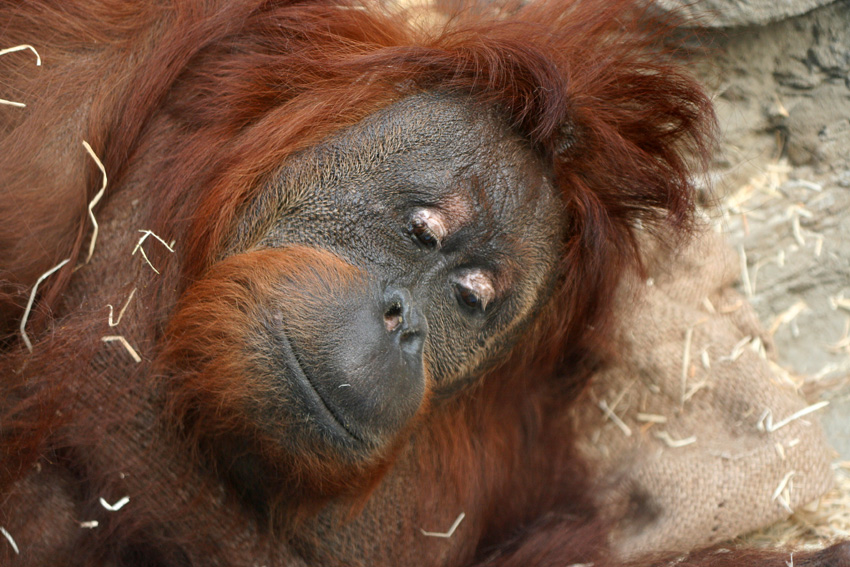 Verträumt
Orang Utans sind die ältesten, vermutlich seit 15 Millionen Jahren existierenden Menschenaffen, allerdings ist ihr Bestand in der Wildbahn trotz Schutzmaßnahmen bedroht.

Durch die Scheibe fotografiert.

Zoom Erlebniswelten
Schlüsselwörter: Zoom Erlebniswelten Gelsenkirchen