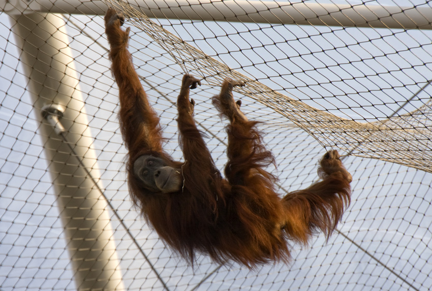 Orang Utan
Obwohl sie Baumbewohner sind, bewegen sie sich bei ihren Wanderungen durch die Baumkronen mit im Durchschnitt 0,35 km/h deutlich langsamer fort, als beispielsweise Schimpansen, die es auf 3 bis 4 km/h schaffen.

Zoom Erlebniswelten
Schlüsselwörter: Zoom Erlebniswelten Gelsenkirchen