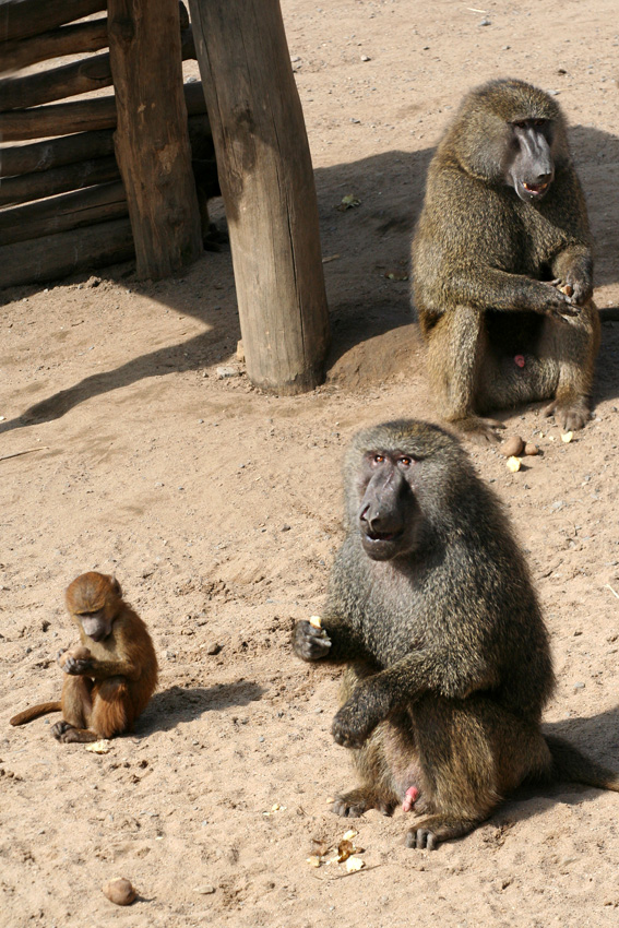 Paviane
Paviane sind über fast ganz Afrika verbreitet. Als einzige Primatengattung außer dem Menschen findet man sie auch im Nordosten des Kontinents, in Ägypten und dem Sudan. Sie fehlen im nordwestlichen Afrika sowie auf Madagaskar.

Zoom Erlebniswelt
Schlüsselwörter: Zoom Erlebniswelt Gelsenkirchen