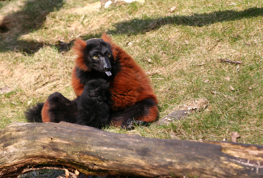 Ätsch
Rote Varis, die zu den Lemuren (übersetzt Nachtgeister) zählen, kommen nur auf Madagaskar vor. Durch ihr sehr dichtes Haarkleid werden sie selbst bei stärksten Regengüssen nicht durchnässt.

Zoom Erlebniswelt
Schlüsselwörter: Zoom Erlebniswelt Gelsenkirchen
