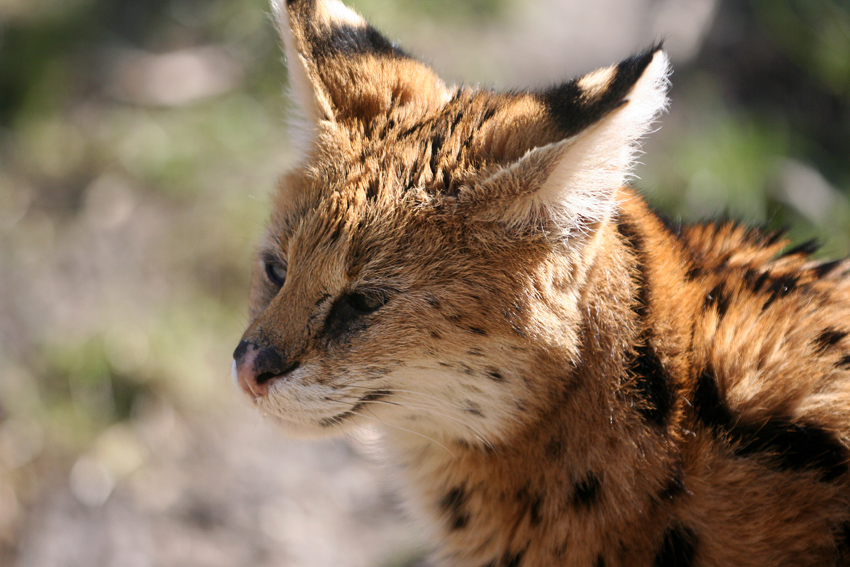 Serval
Der Serval ist eine aus der Familie der Kleinkatzen stammende Wildkatze. Servale bewohnen die Savannen Afrikas. Ihre langen Beine stellen eine Anpassung an das Leben im hohen Gras dar, denn sie ermöglichen es der Katze, über die Vegetation zu schauen. Als dämmerungsaktiver Einzelgänger stellt er Hasen, Mäusen, Erdhörnchen, Eidechsen und Wildhühnern nach.

Durchs Glas fotografiert.
Zoom Erlebniswelten
Schlüsselwörter: Zoom Erlebniswelten Gelsenkirchen