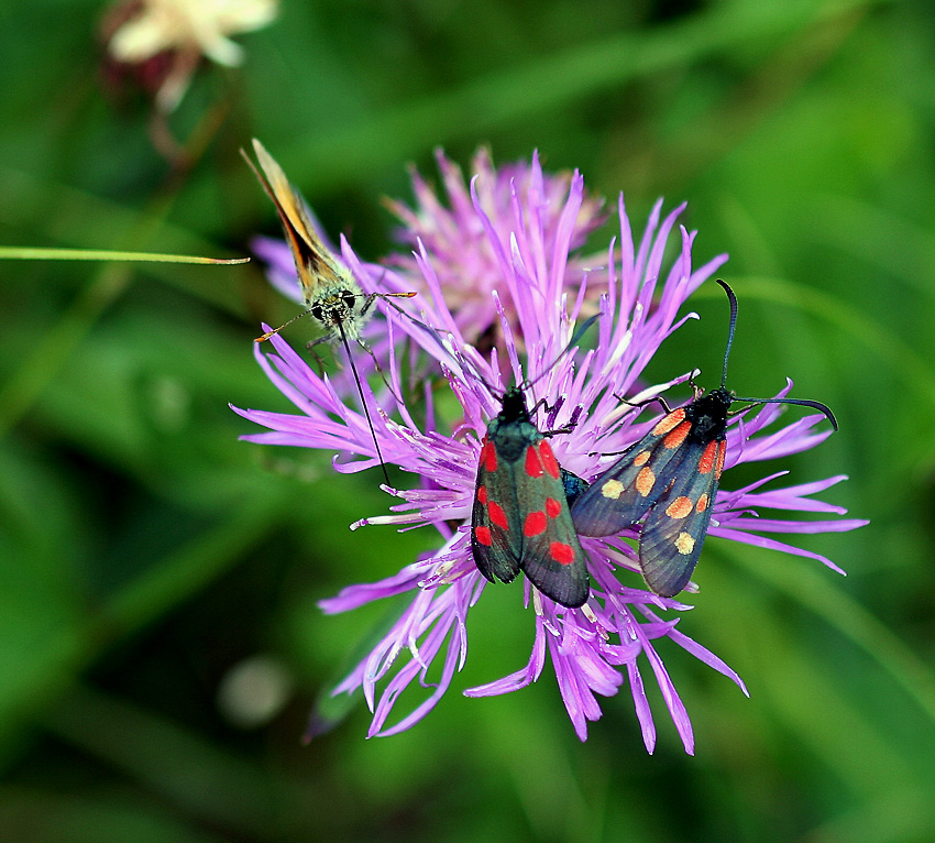 Kleewidderchen
Zygaena lonicerae
zu finden auf sonnige Hänge, Waldrändern und Laubwaldwiesen
Schlüsselwörter: Sechsfleckwidderchen