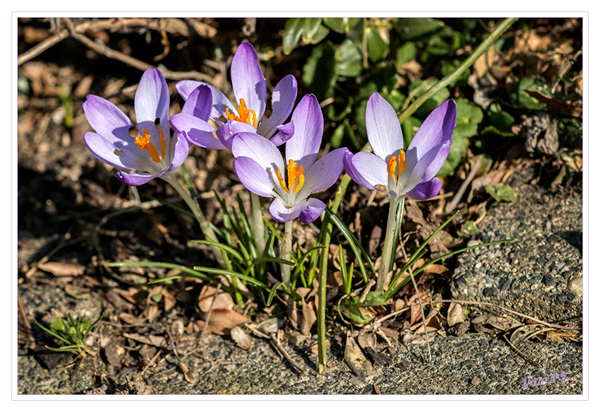 Wenn die Sonne scheint
wird es in der Natur direkt bunt
Schlüsselwörter: Krokus