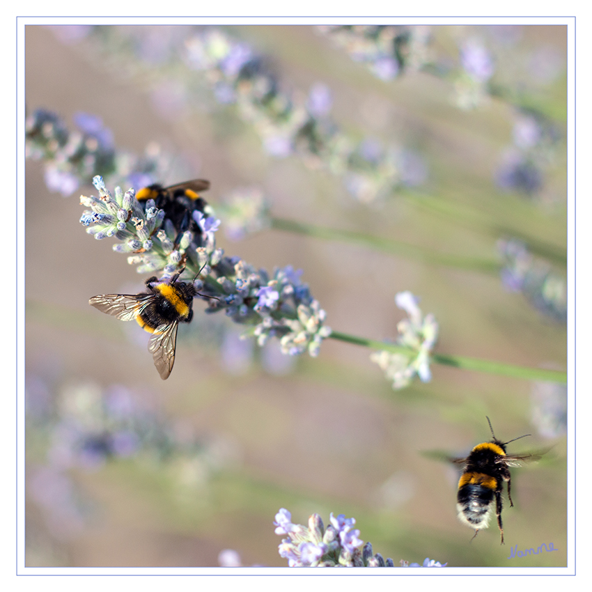 Lavendel 
mit Besucher
Schlüsselwörter: Hummel  Lavendel