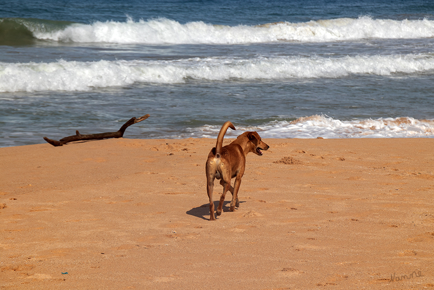 Ahungalla am Strand
Schlüsselwörter: Sri Lanka,  Strand, Ahungalla