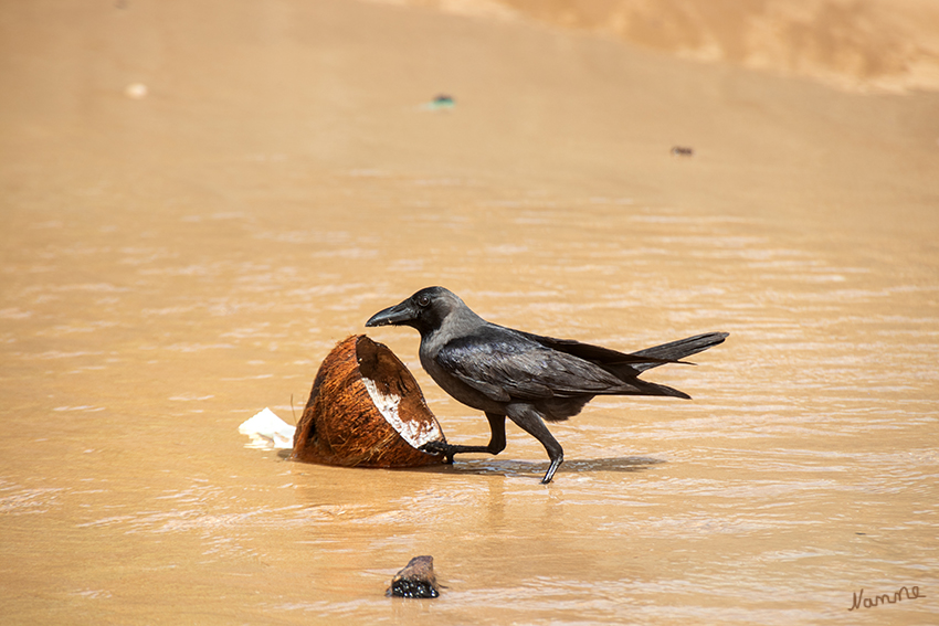 Ahungalla am Strand
Schlüsselwörter: Sri Lanka,  Strand, Ahungalla