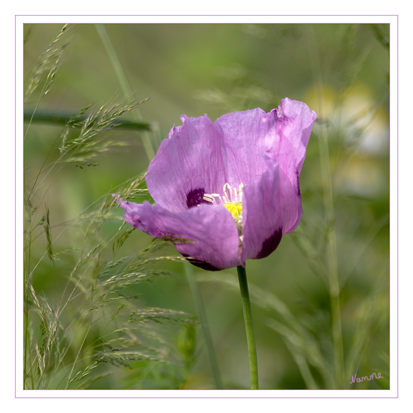 Am Wegesrand
Schlüsselwörter: Wiese, Wegesrand