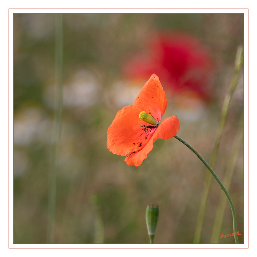 Klatschmohn
Während besonders hoch spezialisierte Ackerkräuter wie die Kornrade heute fast ausgestorben sind, hat der Klatschmohn auf Ausweichflächen überlebt. Seinen unzähligen, winzigen Samen werden vom Wind weit verbreitet, so dass sich immer wieder rasch freie Flächen besiedeln lassen. Das können neu angelegte Straßenböschungen sein, Schuttplätze oder Brachen. laut nabu.de
Schlüsselwörter: Wiese, Klatschmohn, Wegesrand