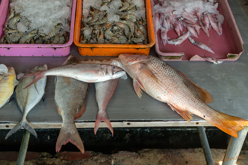 Bentotaimpressionen
Auf dem Markt
Schlüsselwörter: Sri Lanka,   Bentota