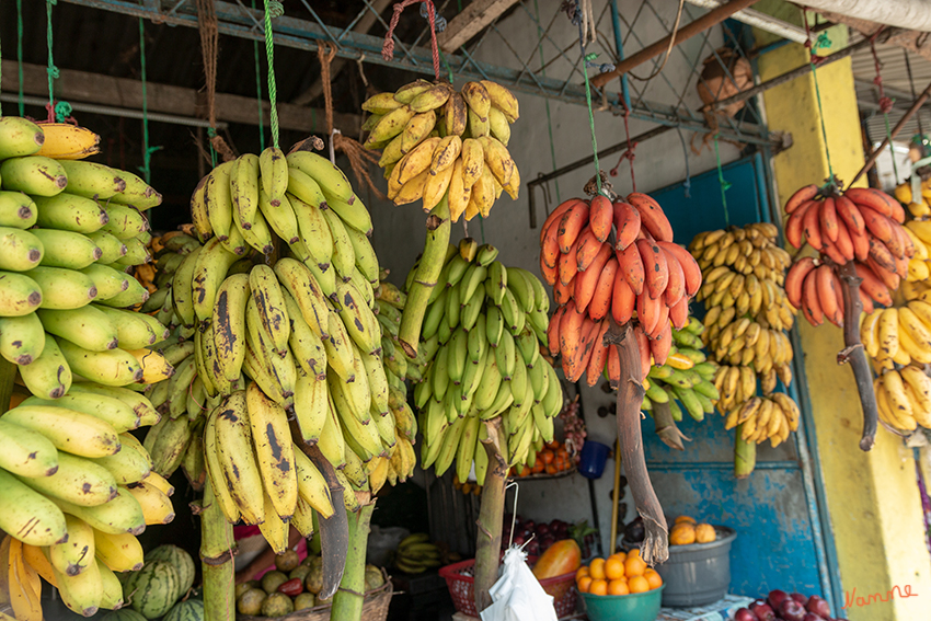 Bentotaimpressionen
Die Bananen, davon gibt es über 30 Sorten auf Sri Lanka, die alle etwas anders schmecken.Die „Ratu Kessel“, die rote Banane schmeckt besonders süß. Sie hat sehr hohe Ansprüche, wächst langsam und nur in den besten Lagen. Wegen der starken Beliebtheit und der hohen Wertschätzung werden diese Bananen selten baumreif geerntet, sondern genau dann wenn sie groß genug sind.
Schlüsselwörter: Sri Lanka, Bentota
