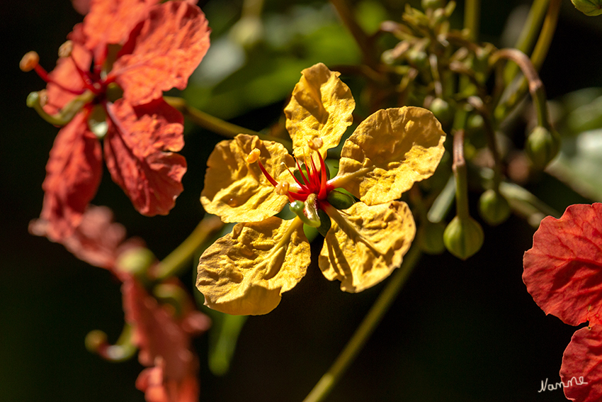 Impressionen aus dem botanischen Garten
Der Königliche Botanische Garten von Peradeniya (Royal Botanic Gardens) befindet sich 5,5 Kilometer westlich von Kandy in der Zentralprovinz in Sri Lanka. Der Botanische Garten ist etwa 80 Hektar groß. Im Garten werden über 4000 Pflanzenarten gezeigt, neben tropischen Pflanzen wie Orchideen, Gewürze und Heilpflanzen, werden auch Pflanzen aus gemäßigten Zonen kultiviert. laut Wikipedia
Schlüsselwörter: Sri Lanka, Kandy, Botanischer Garten,