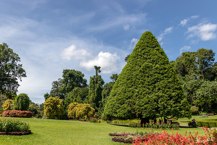 Impressionen aus dem botanischen Garten
Etwas außerhalb der Stadtgrenze von Kandy liegt ein kleines Paradies mit tausenden von tropischen und subtropischen Pflanzen. Der botanische Garten von Peradeniya gilt als einer der schönsten von ganz Asien
In dem 1371 angelegten Park gibt es über 4000 Blumen, Sträucher, Heilpflanzen und Bäume aus allen tropischen Gebieten der Erde. Die 60 Hektar mit Gärten, Wäldern und Häusern lassen sich auf unzähligen Wegen zu entdecken. laut tip-reisen.de
Schlüsselwörter: Sri Lanka, Kandy, Botanischer Garten,