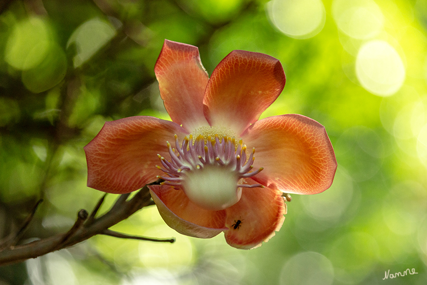 Impressionen aus dem botanischen Garten 
Blüte des Kanonenkugelbaumes
Der Blütenstand entspringt am Stamm oder an älteren Ästen. Er ist zuerst unverzweigt, wächst aber über einen langen Zeitraum, verzweigt sich, und kann nach mehreren Jahren bis zu 3,5 Meter lang werden. Dabei bilden sich an der Spitze immer neue Blüten. laut Wikipedia
Schlüsselwörter: Sri Lanka, Kandy, Botanischer Garten,