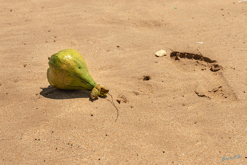 Bentotaimpressionen
Strandgut
Schlüsselwörter: Sri Lanka, Bentota