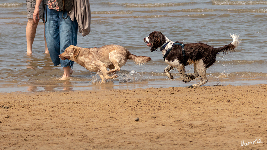 Hundestrand
entspanntes kennenlernen und spielen 
