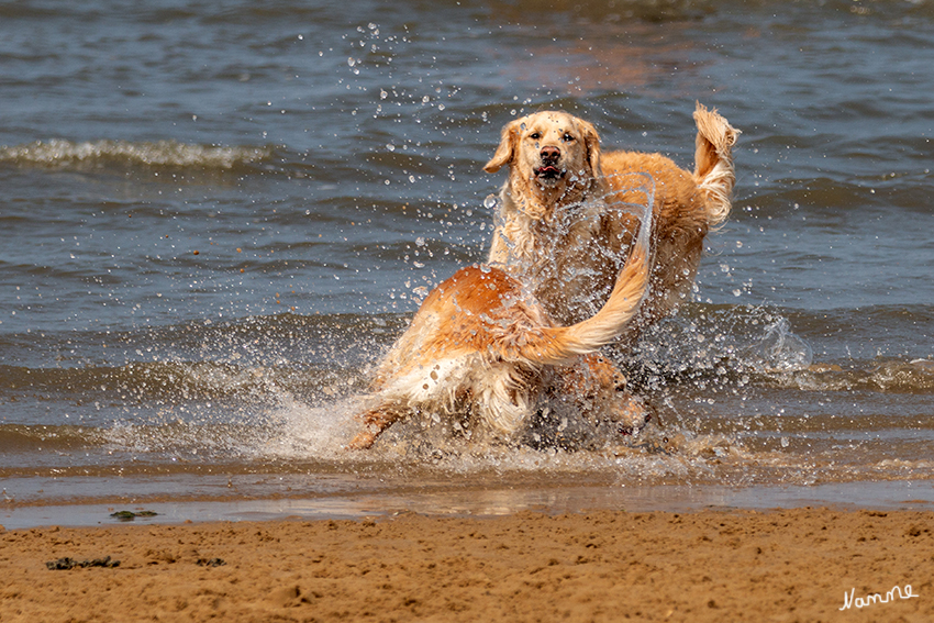 Hundestrand
entspanntes kennenlernen und spielen 
