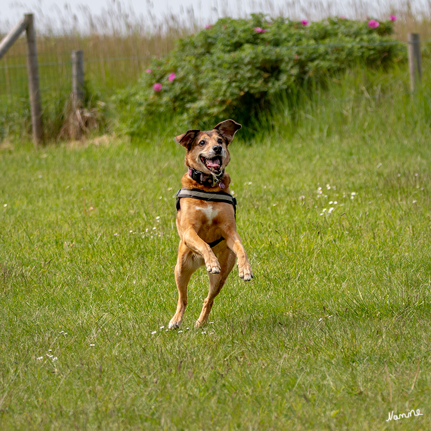 Hundestrand
Sahlenburg liegt an der niedersächsischen Nordseeküste in der Nähe von Cuxhaven. Der als familienfreundlich geltende Badeort ist bei Hundehaltern sehr beliebt, da es einen Hundestrand am Wattenmeer gibt. 
Schlüsselwörter: Cuxhaven