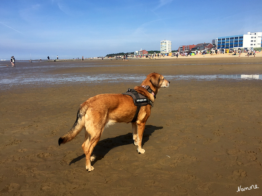 Hundestrand
Sahlenburg liegt an der niedersächsischen Nordseeküste in der Nähe von Cuxhaven. Der als familienfreundlich geltende Badeort ist bei Hundehaltern sehr beliebt, da es einen Hundestrand am Wattenmeer gibt. 
Schlüsselwörter: Cuxhaven