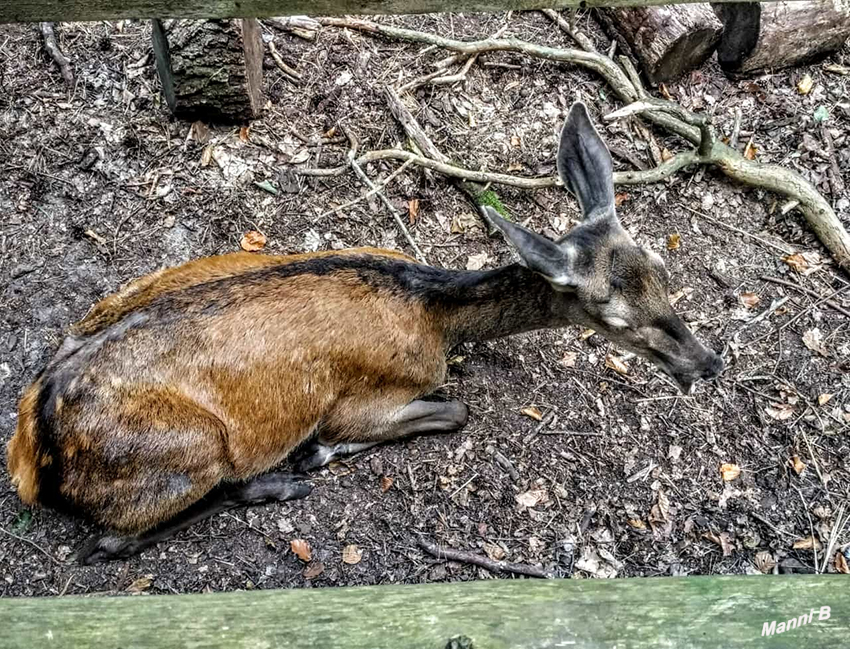 Wolliner Nationalpark
Schlüsselwörter: Polen