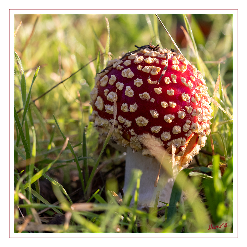 Mein Novemberpilz
Der Fliegenpilz ist ein heimischer Waldpilz und fällt durch seinen roten Hut mit punktförmigen weißen Resten der Eihülle auf. Man findet den bis zu 25 cm großen Pilz zwischen Juli und November meist in der Nähe von Birken und Fichten, oft aber auch allein wachsend.
Schlüsselwörter: Pilz; Pilze; Fliegenpilz