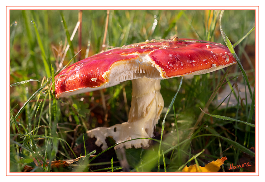 Mein Novemberpilz
Der Fliegenpilz (Amanita muscaria var. muscaria) ist ein giftiger Pilz aus der Gattung der Wulstlinge (Amanita), zu der auch der besonders giftige Grüne Knollenblätterpilz (Amanita phalloides) gehört. Der Fliegenpilz ist weniger giftig, aber nicht harmlos. laut chemie.de
Schlüsselwörter: Pilz; Pilze; Fliegenpilz