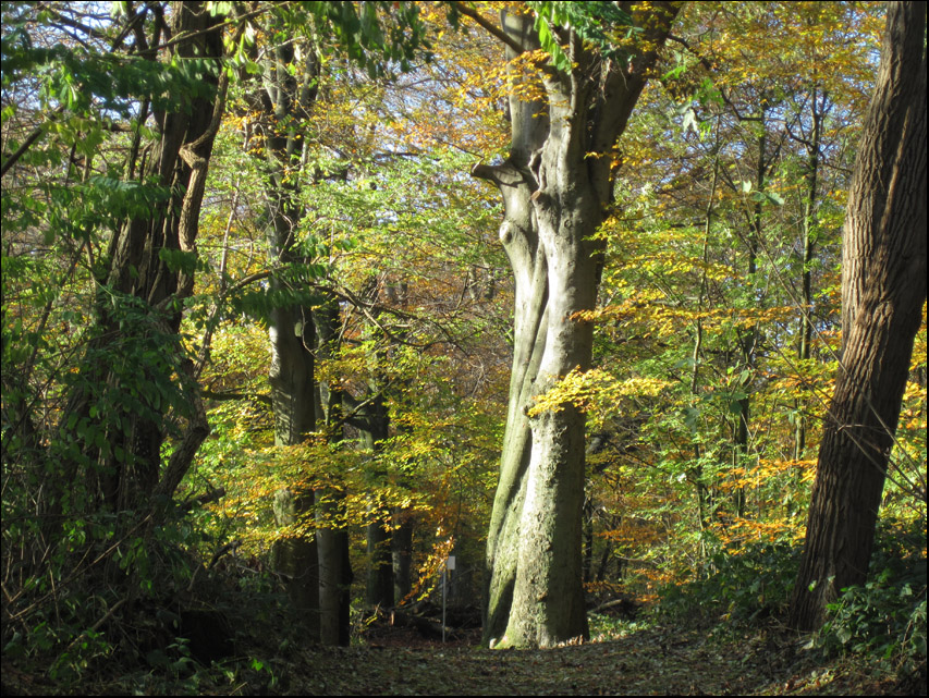 Lichtstimmung
im Herbstwald
Schlüsselwörter: Liedberg
