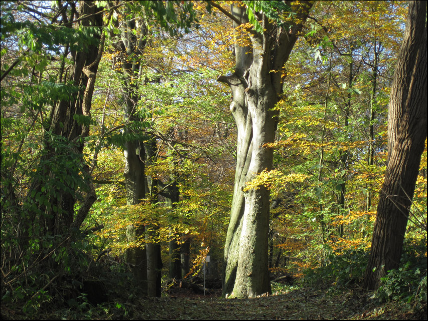 Lichtstimmung
im Herbstwald
Schlüsselwörter: Liedberg