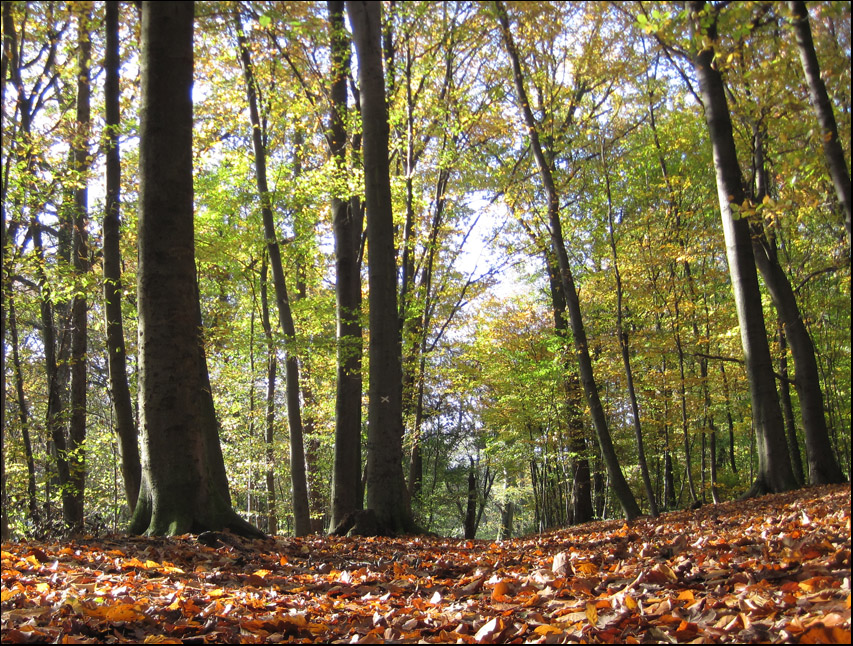 Herbstwald
Schlüsselwörter: Liedberg