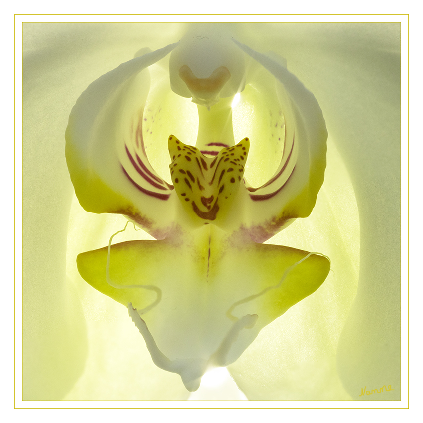 Nah heran
Innenleben einer Orchidee
Schlüsselwörter: nah, Orchidee