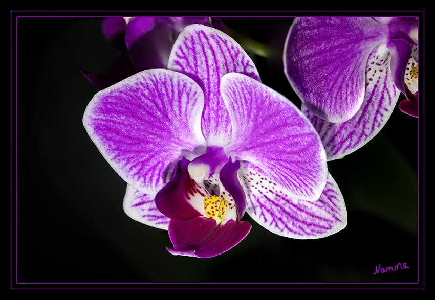 Pink
Orchidee
Schlüsselwörter: Orchidee