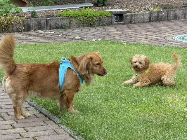 Tiere "Komm spiel mit mir"
Marianne
Schlüsselwörter: 2026