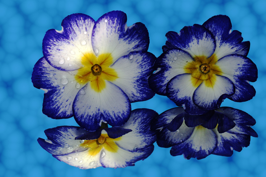 Ein kleiner Sonnenstrahl
Aus dem eigenen Garten auf einem Spiegel abgelichtet
Schlüsselwörter: Primel   nass    blau