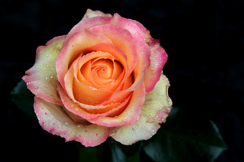 Nasse Rose
Schlüsselwörter: Rose   nass    gelb rosa