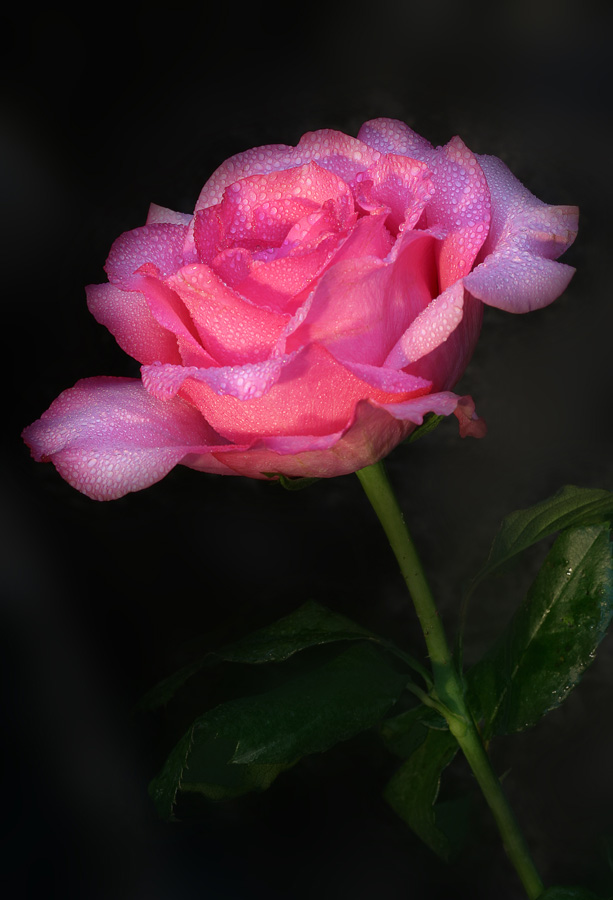 Nasse Rose l
Schlüsselwörter: Rose, pink, nass