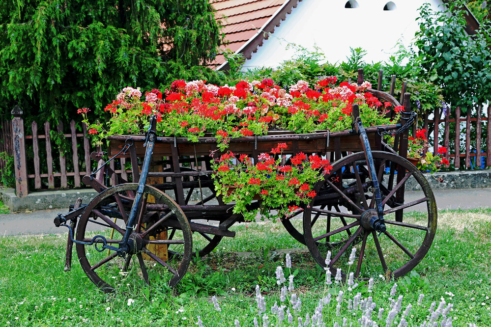 Alles was blüht „Wagen mit Blumen“
Elise
Schlüsselwörter: 2021